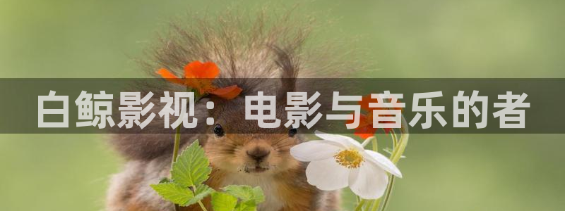 国产精品视频播放不卡：白鲸影视：电影与音乐的者